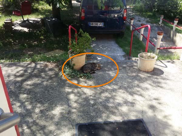 chat sur terrasse